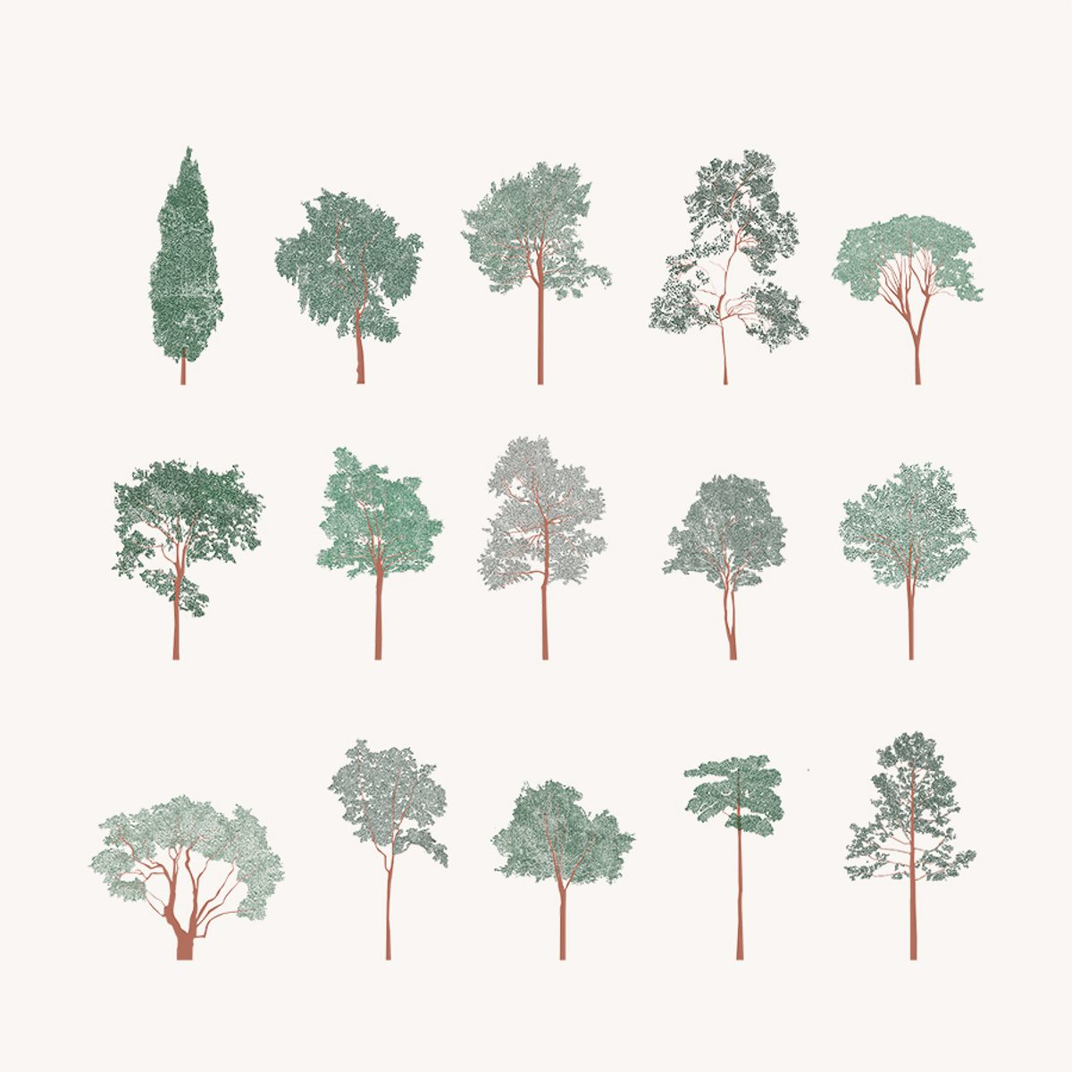 Broadleaf Tree Vector Show it Better | Broadleaf Trees Elevation