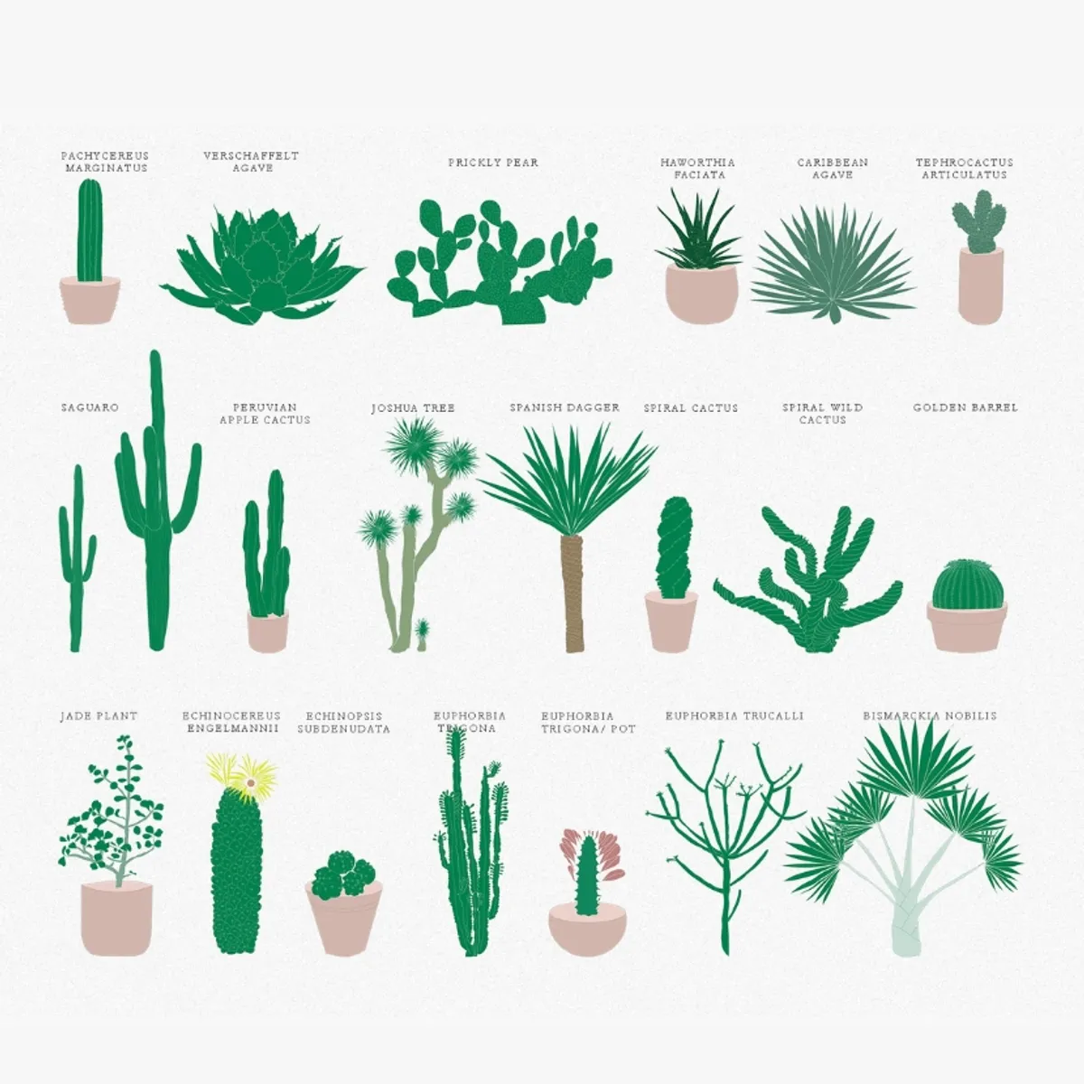 Desert Plants Main Image